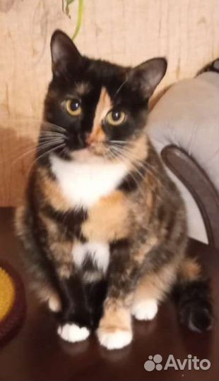 Отдам в добрые руки кошку,паспорт прививки имеются