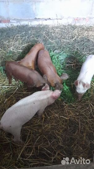 Поросята
