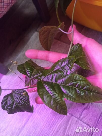 Комнатные растения цветы пассифлора (маракуйя)