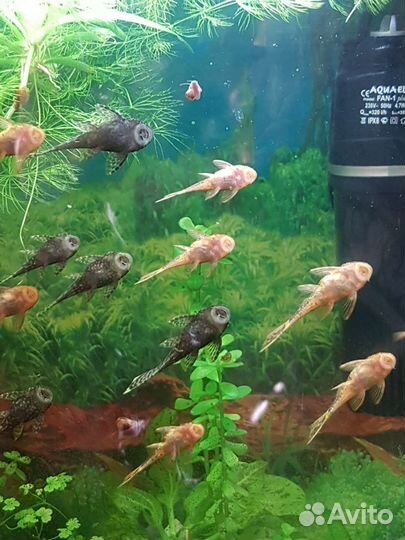 Растения разные, рыбки,коряги