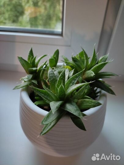 Детки и черенки суккулентов