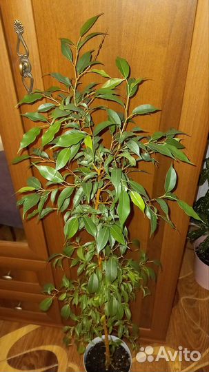 Фикус бенджамина Наташа