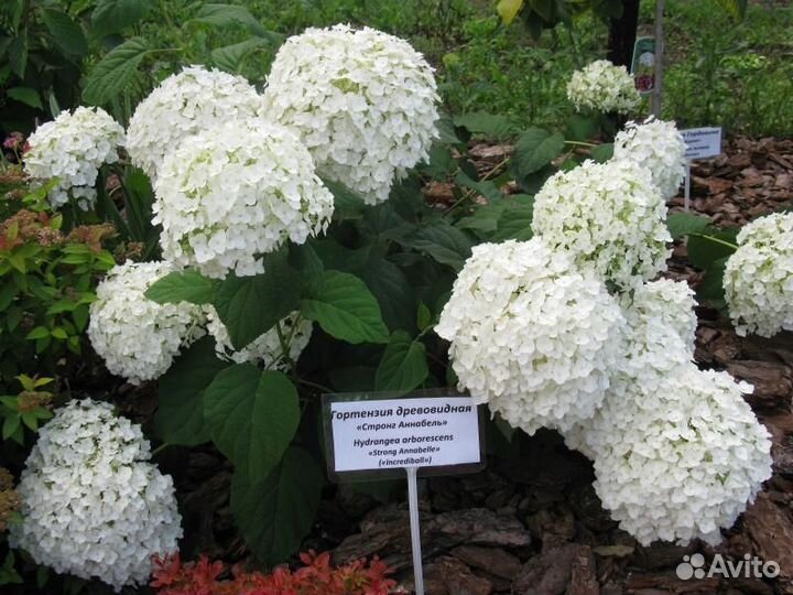 Гортензия метельчатая