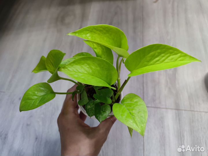 Эпипремнум Неон (Neon)