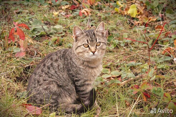 Котенок 3 месяца мальчик