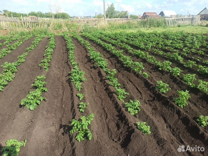 Вспашка мотоблоком
