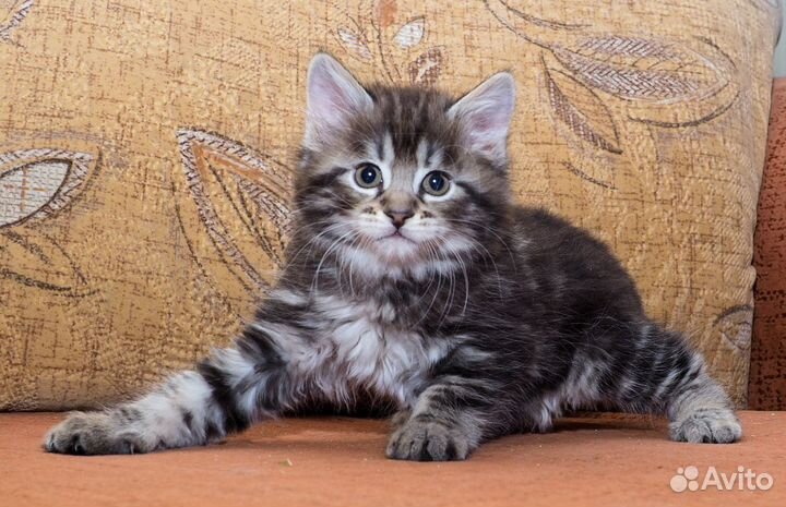 Котята Курильский бобтейл