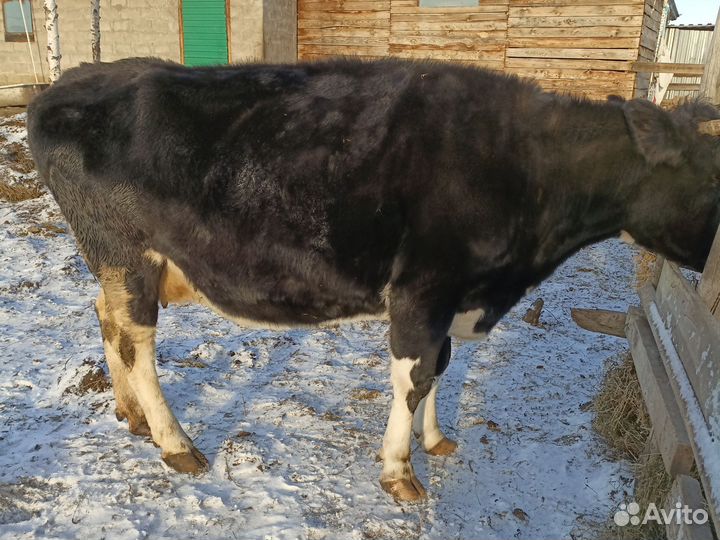 Продам корову на мясо