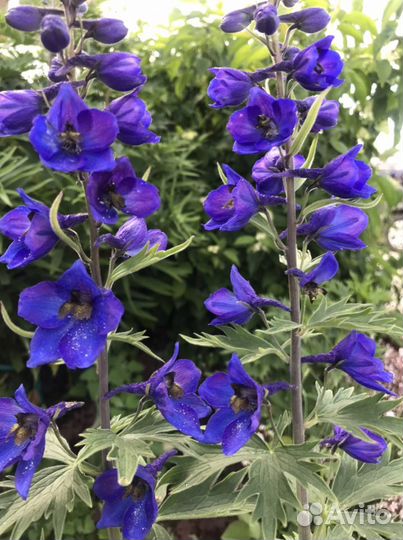 Дельфиниум