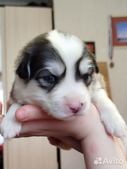 Собака в добрые руки отдам бесплатно щенки