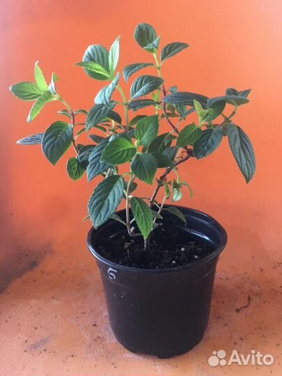 Гортензия Самарская Лидия