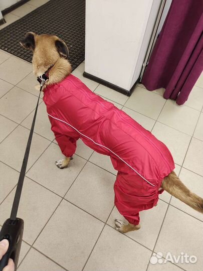 Собака в добрые ручки