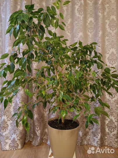 Фикус бенджамина