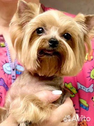 Грумер стрижка собак