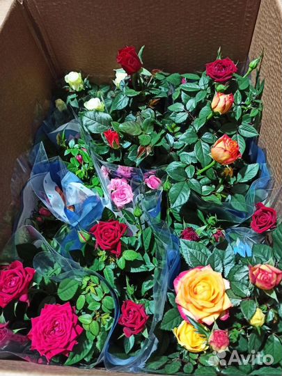 Комнатные цветы в наличии и под заказ