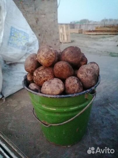 Продам картофель