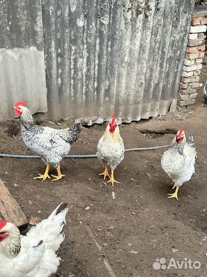 Молодые петухи мастер грей