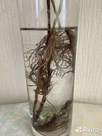 Хризантема комнатная белая и желтая