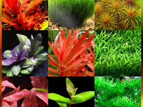 Аквариумное растение набор 16 видов почта, сдек