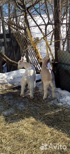 Козочки зааненские/альпийские