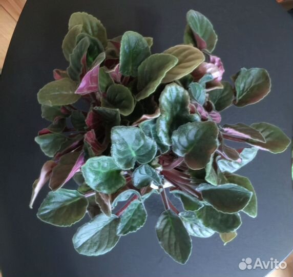 Фиалка махровая