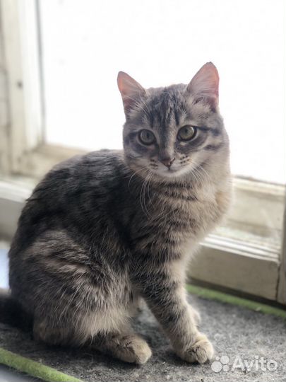 Малышка Кнопочка ищет семью