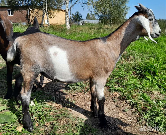 Козлик нубийский