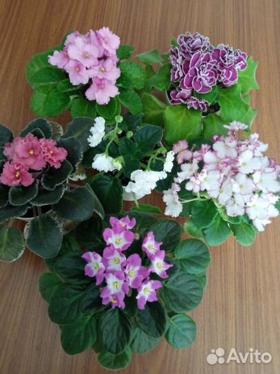 Фиалки цветущие сортовые