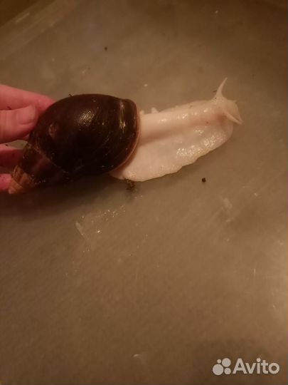 Улитки ахатины Фулика Альбино Боди