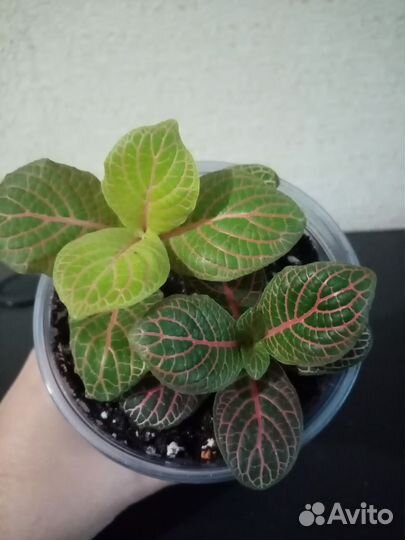 Фиалка, Гастералоэ, бегония и др