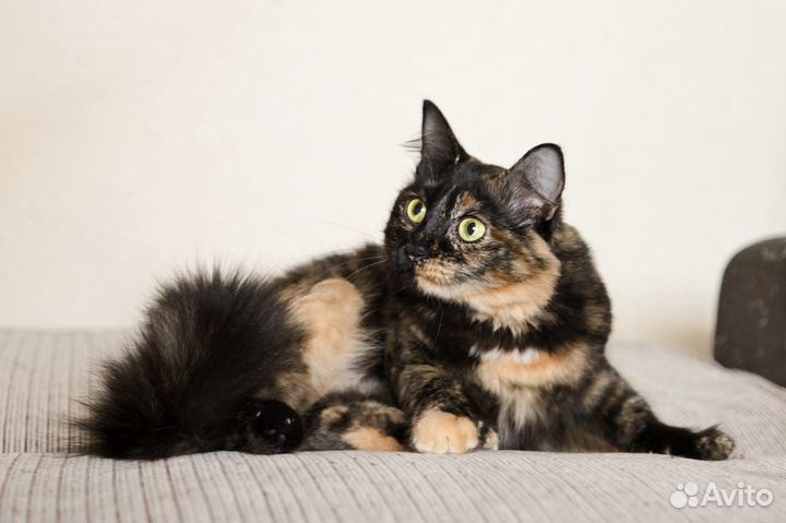 Лиза в поисках дома