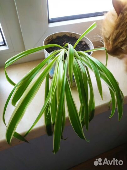 Цветы (Хлорофитум)