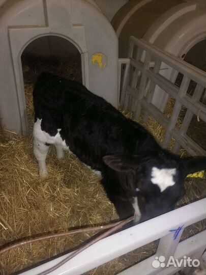 Бычки племенные