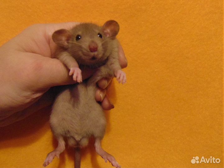 Крысята, крысы дамбо от заводчика, клетки, гамак