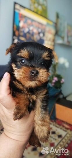 Йоркширский терьер щенки девочки