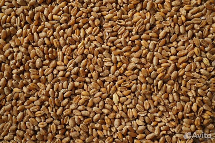 Яровой ячмень и пшеница