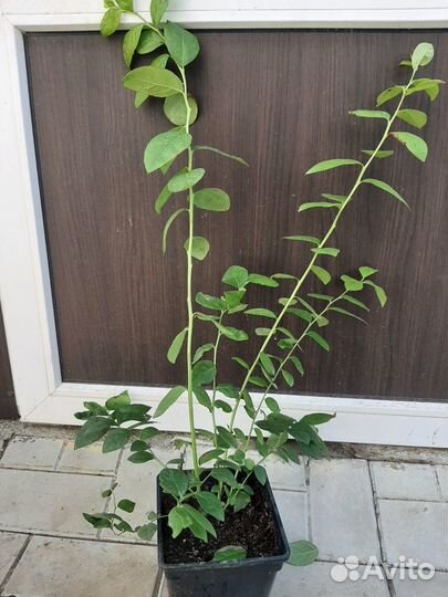 Саженцы голубики Опт