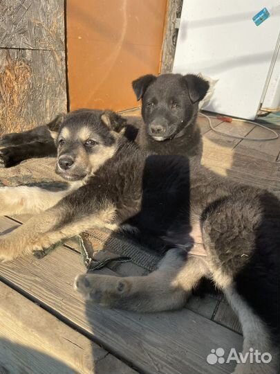 Отдам бесплатно щенят