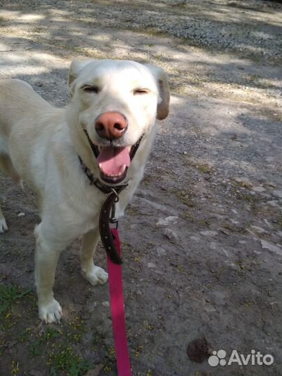 Молодой пёс в добрые руки