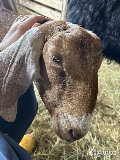 Козы камори битал нубийские