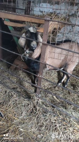 Нубийский козел