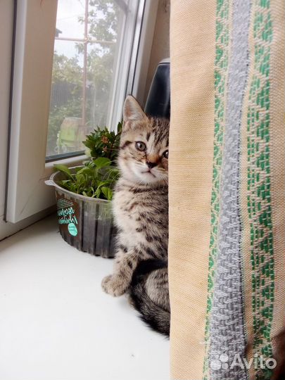Кошка в дар бесплатно