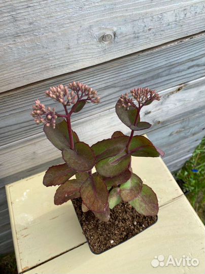 Очиток видный Матрона