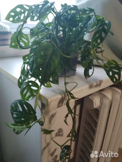 Продам. Монстера Адансона. В кашпо