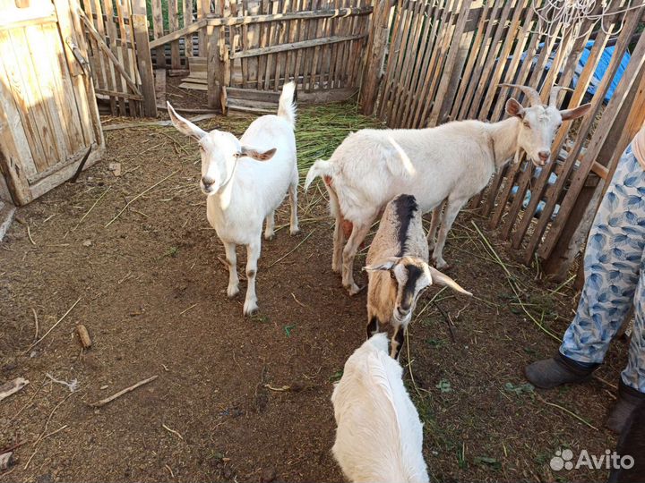 Козы дойные зааненской и нубийской пород