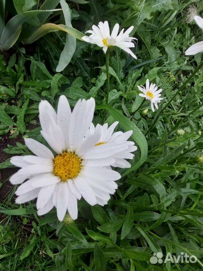 Ромашка крупная