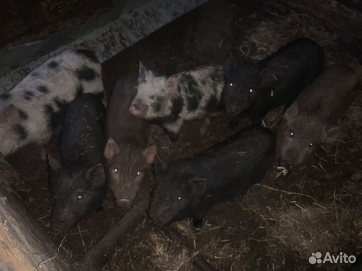 Продаються Поросята