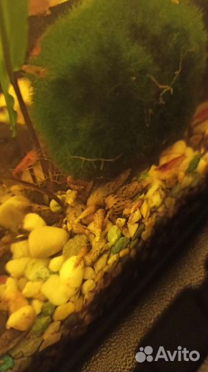 Аквариумные рыбки и растения