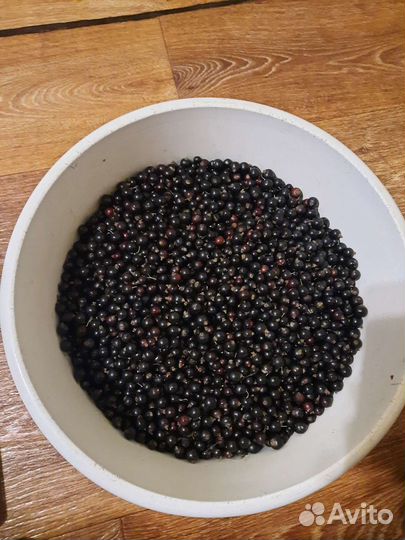 Чёрная смородина