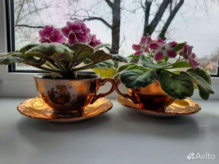 Фиалка, лист